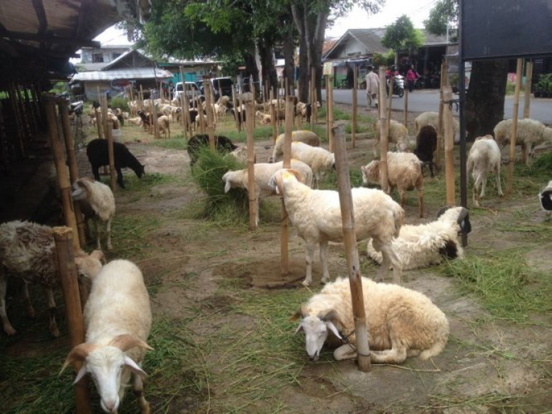 IMG-beli-kambing-ke-pasar-kambing-aja-di-karawaci