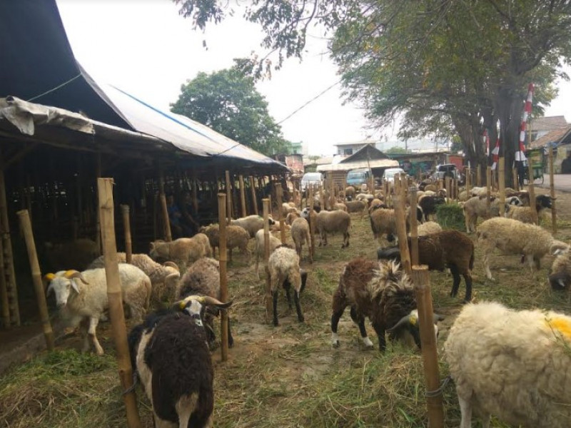 IMG-dkp-ada-9105-ekor-hewan-kurban-siap-jual