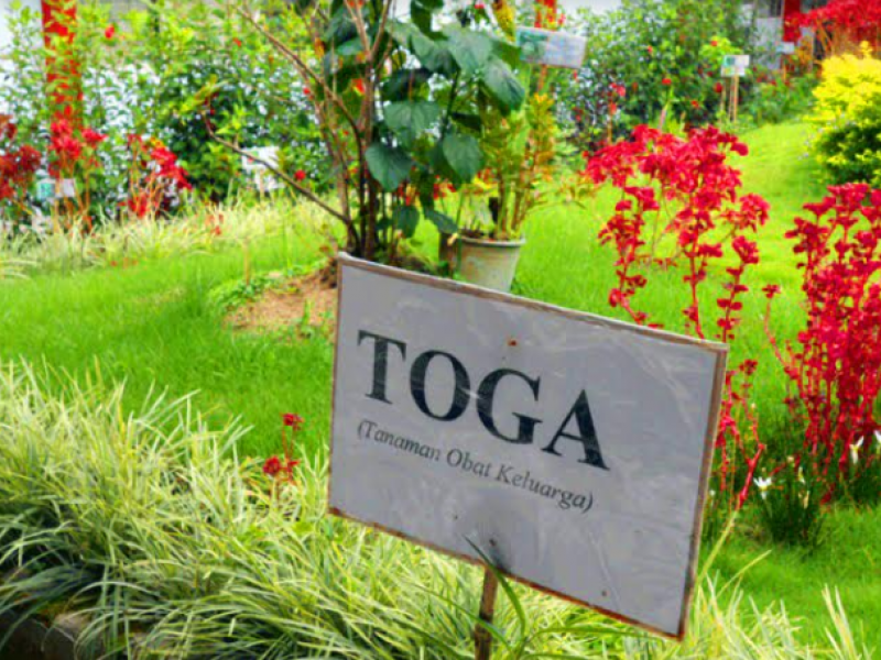 IMG-dkp-siapkan-11-lokasi-kampung-herbal-tahap-awal