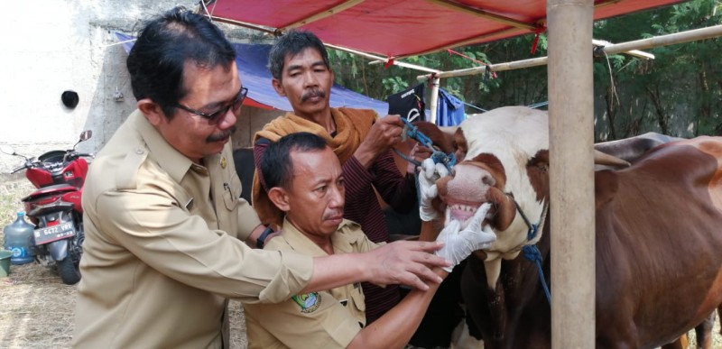 IMG-kesehatan-hewan-kurban-diperiksa-tim-dkp
