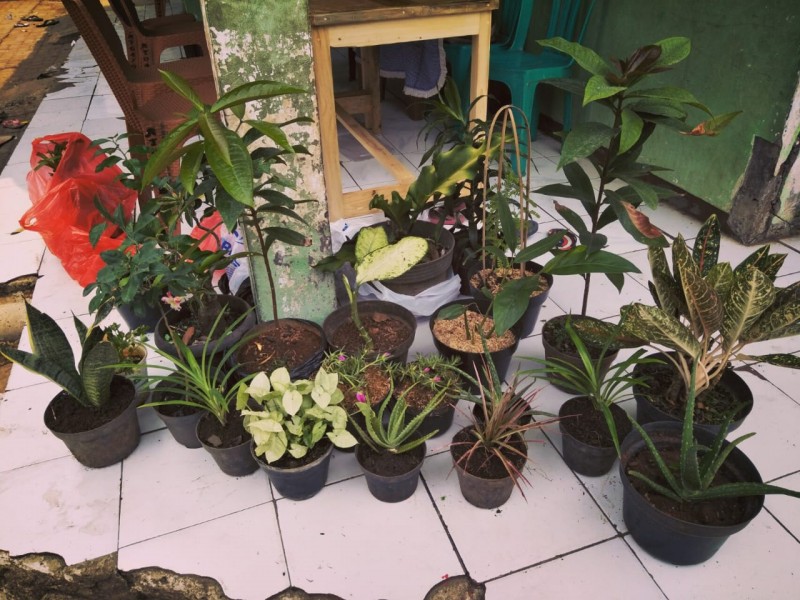 IMG-buat-akta-lahir-pakai-bibit-pohon