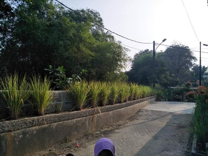 IMG-aroma-khas-tercium-saat-melintasi-kampung-ini