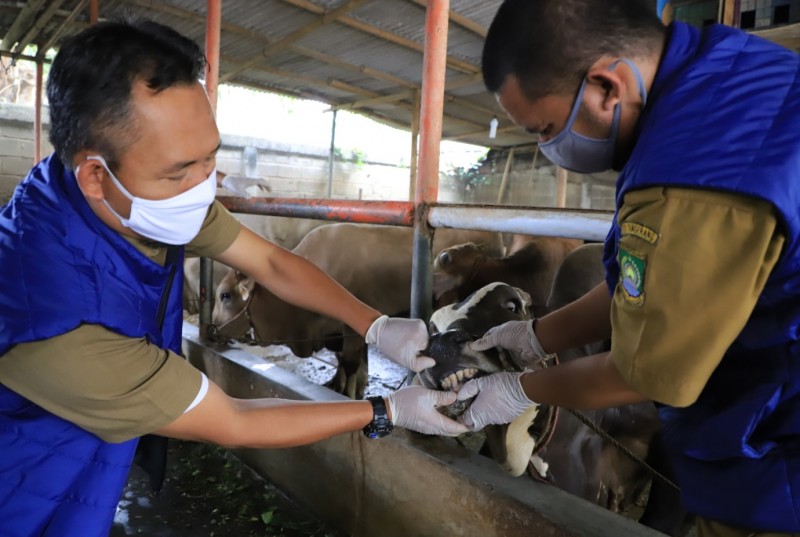 IMG-jelang-idul-adha-dkp-cek-kesehatan-hewan-kurban