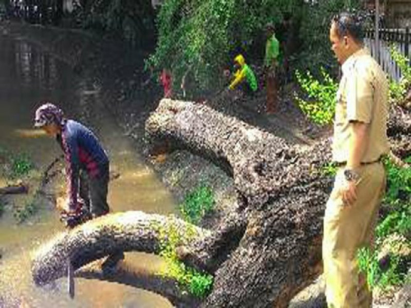 IMG-dkp-gelar-papras-pohon-tua-cegah-tumbang