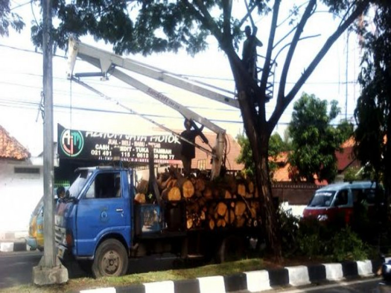 IMG-dirawat-puluhan-pohon-penghijauan-jl-tmp-taruna