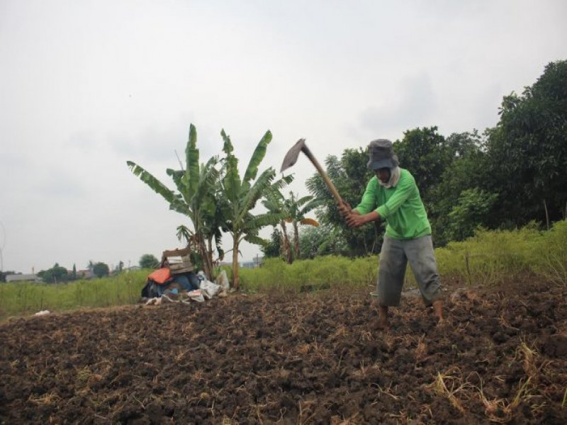 IMG-tangerang-berkebun-program-penghijauan-sekalian-pembuka-pintu-rezeki-warga