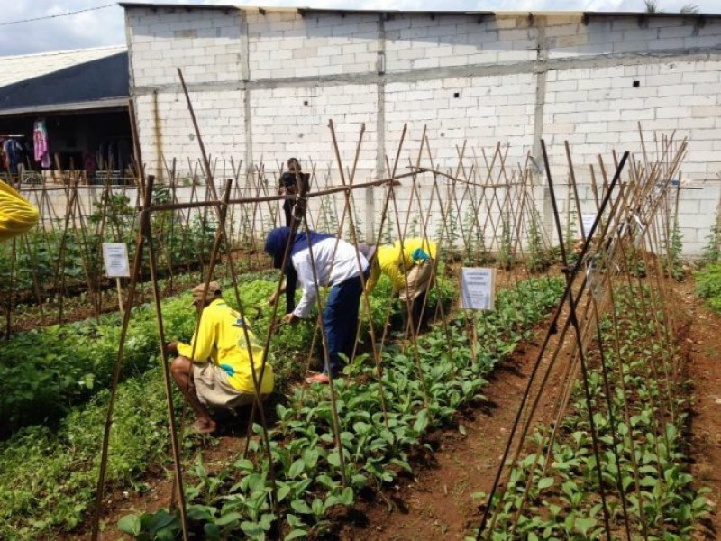 IMG-tangerang-berkebun-solusi-pendayagunaan-lahan-di-sekitar-tempat-tinggal