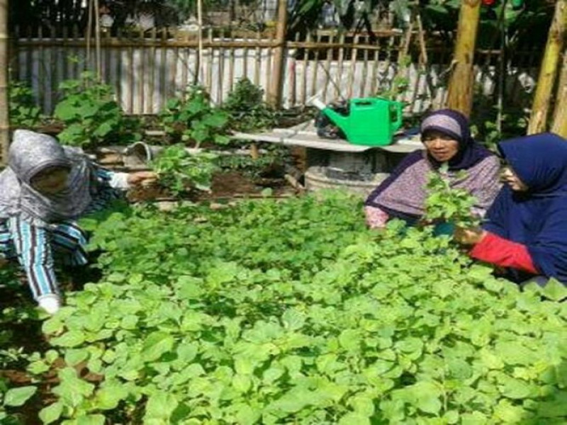 IMG-asyik-kwt-nusa-jaya-panen-bayam