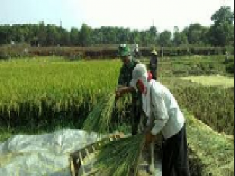IMG-tni-bantu-warga-cipondoh-panen-padi