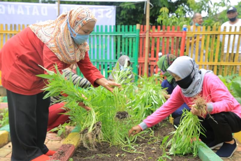 IMG-panen-sayuran-lagi-di-kwt-nusa-kirana