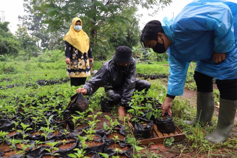 IMG-dkp-terus-distribusikan-bantuan-tanaman-produktif