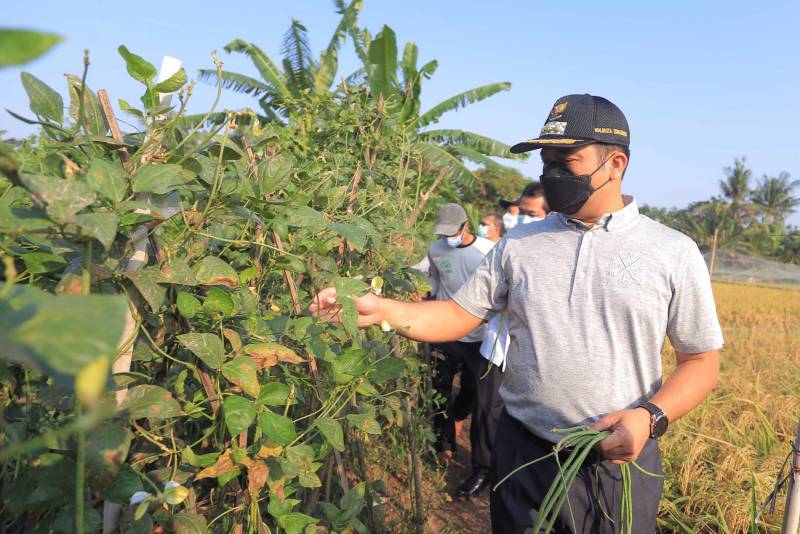 IMG-panen-padi-arief-sambangi-kwt-barokah-kampung-sukun