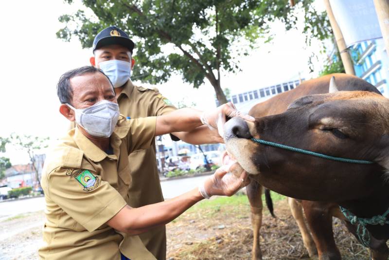 IMG-menjelang-iduladha-dinas-ketahanan-pangan-lakukan-pemeriksaan-kesehatan-hewan-kurban