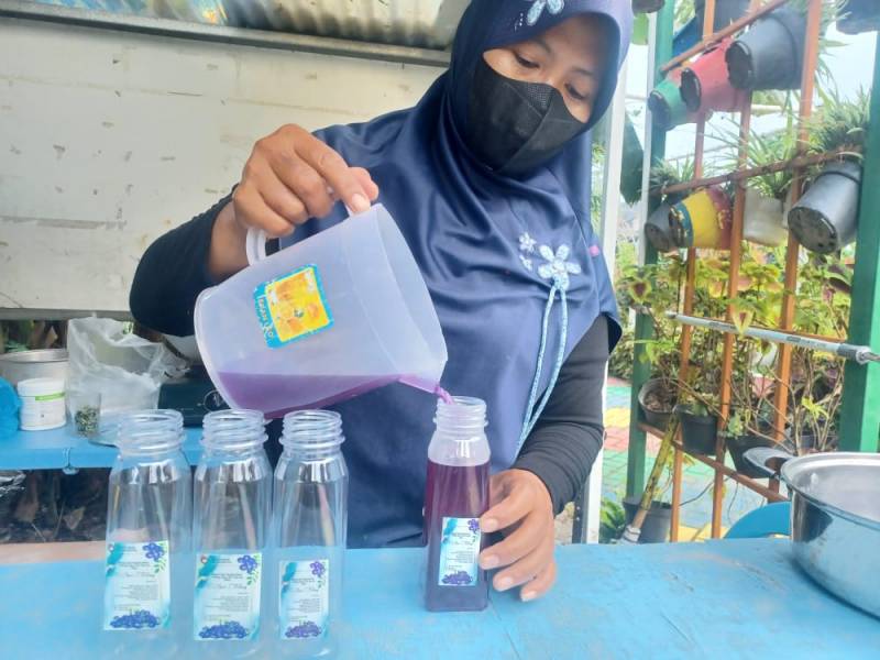IMG-kwt-germas-implan-produksi-teh-bunga-telang