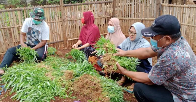 IMG-kwt-berseri-sudimara-pinang-manfaatkan-lahan-tidur-jadi-produktif
