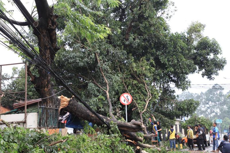 IMG-pemkot-tangerang-akan-berikan-santunan-bagi-korban-tertimpa-pohon