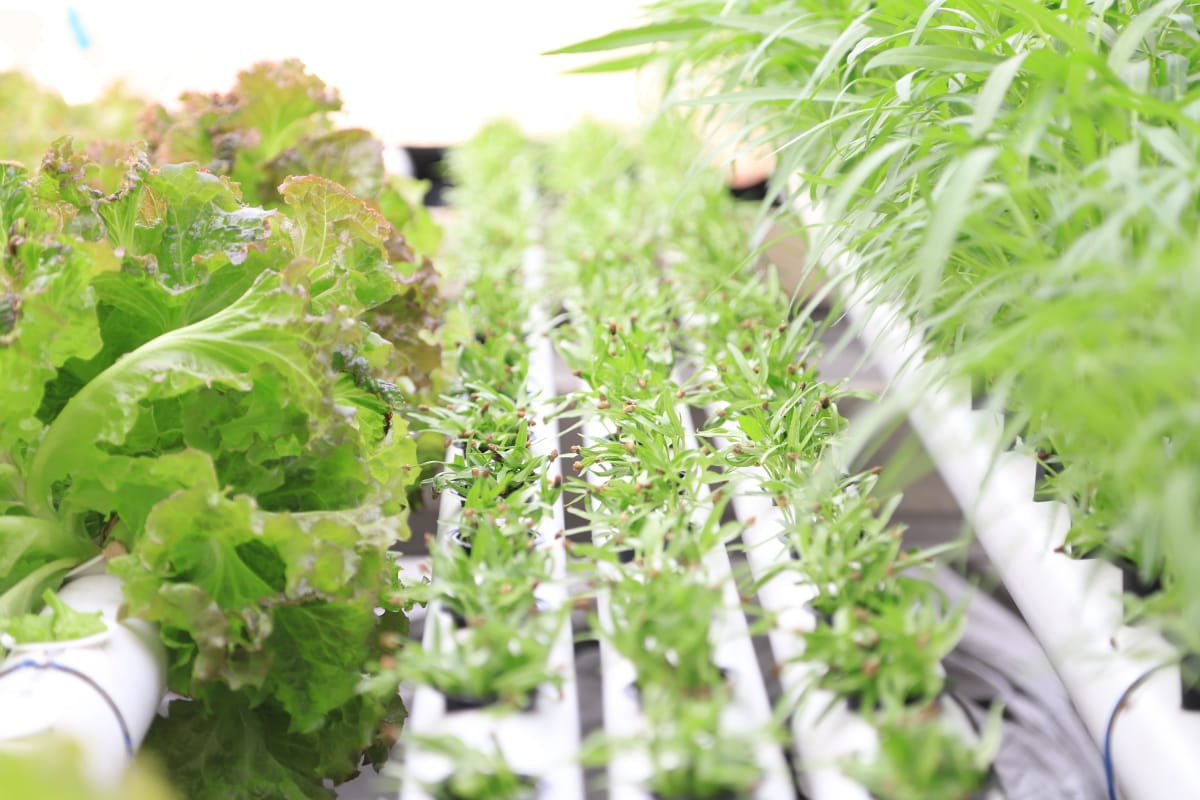 IMG-urban-farming-kini-bisa-menjadi-peluang-ekonomi
