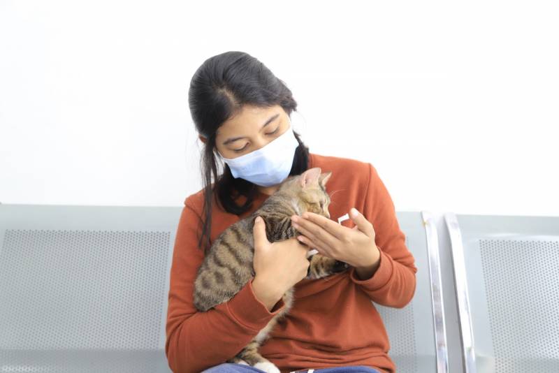 IMG-dkp-buka-layanan-kastrasi-kucing-jantan-gratis-ini-syaratnya
