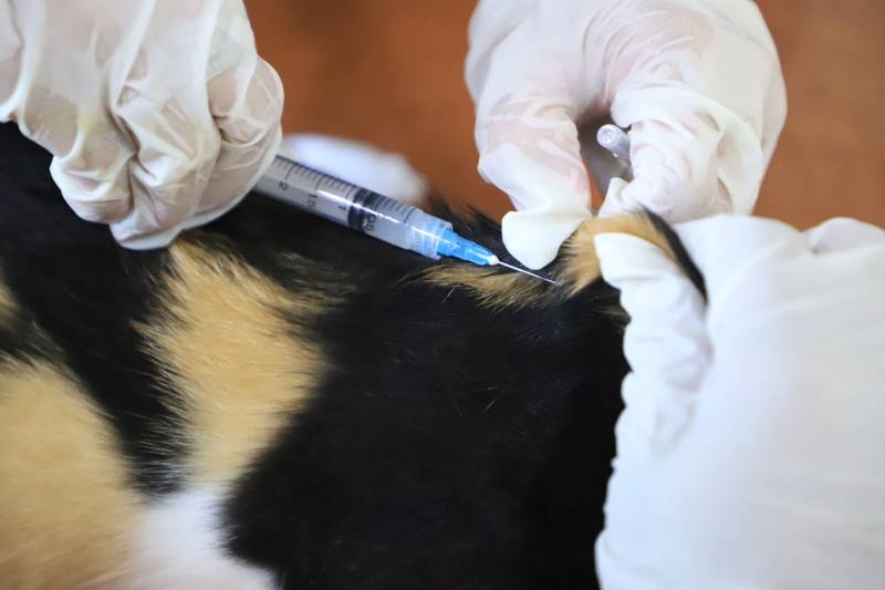 IMG-geliatkan-vaksinasi-rabies-gratis-dkp-kota-tangerang-sisir-13-kecamatan
