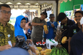 IMG-perkuat-ketahanan-pangan-pemkot-tangerang-gelar-panen-raya-padi-di-kelurahan-belendung