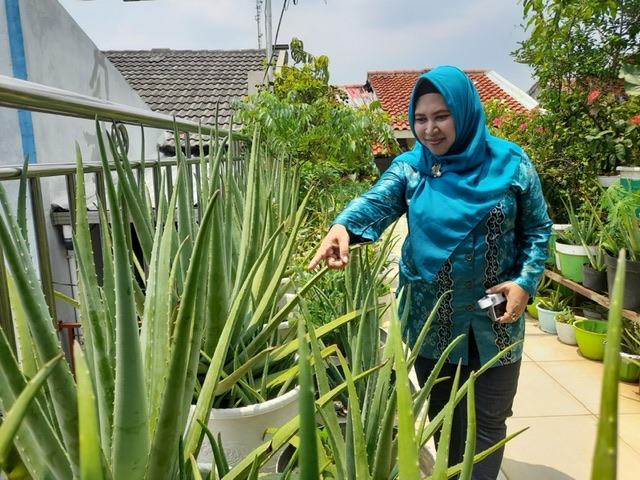 IMG-nunuk-warga-kota-tangerang-sukses-berkebun-di-rooftop-rumah-layaknya-supermarket