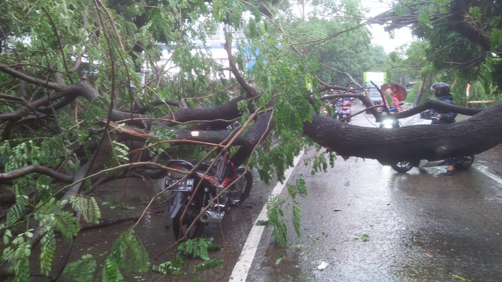 IMG-tertimpa-pohon-tumbang-di-jalan-kota-tangerang-begini-prosedur-klaim-asuransinya