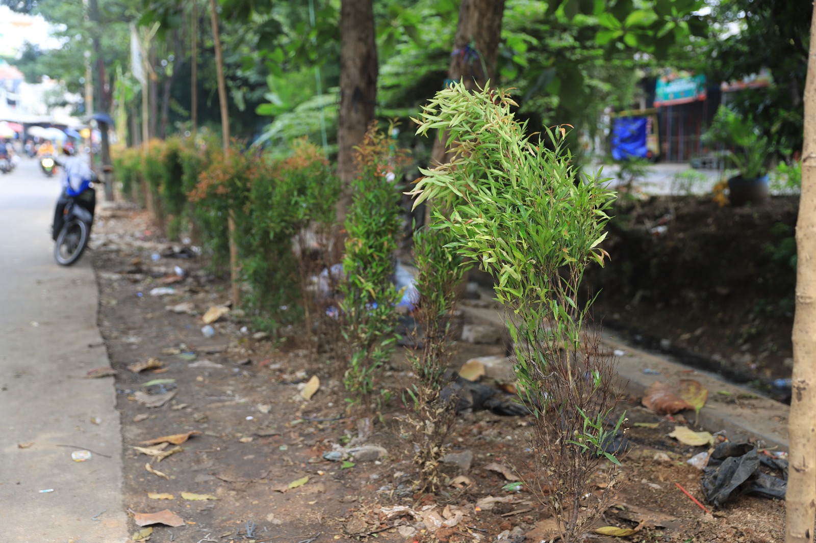 IMG-pemkot-tangerang-mulai-lakukan-penanaman-pohon-di-pasar-sipon-cipondoh