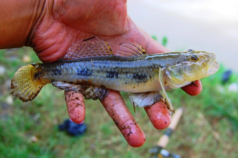 mengenal-ikan-bloso-maskot-popda-xi-dan-peparpeda-viii-provinsi-banten