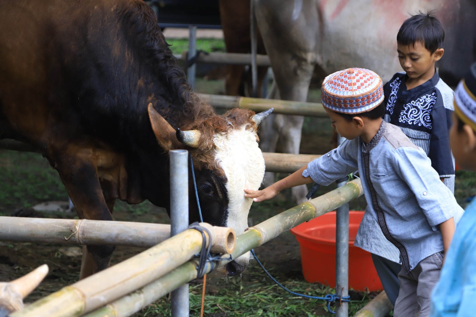 DKP Kota Tangerang Bagikan Tips Memilih Hewan Kurban untuk Iduladha 