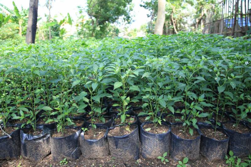 IMG-tekan-inflasi-pemkot-tangerang-distribusikan-329-ribu-bibit-cabai-gratis