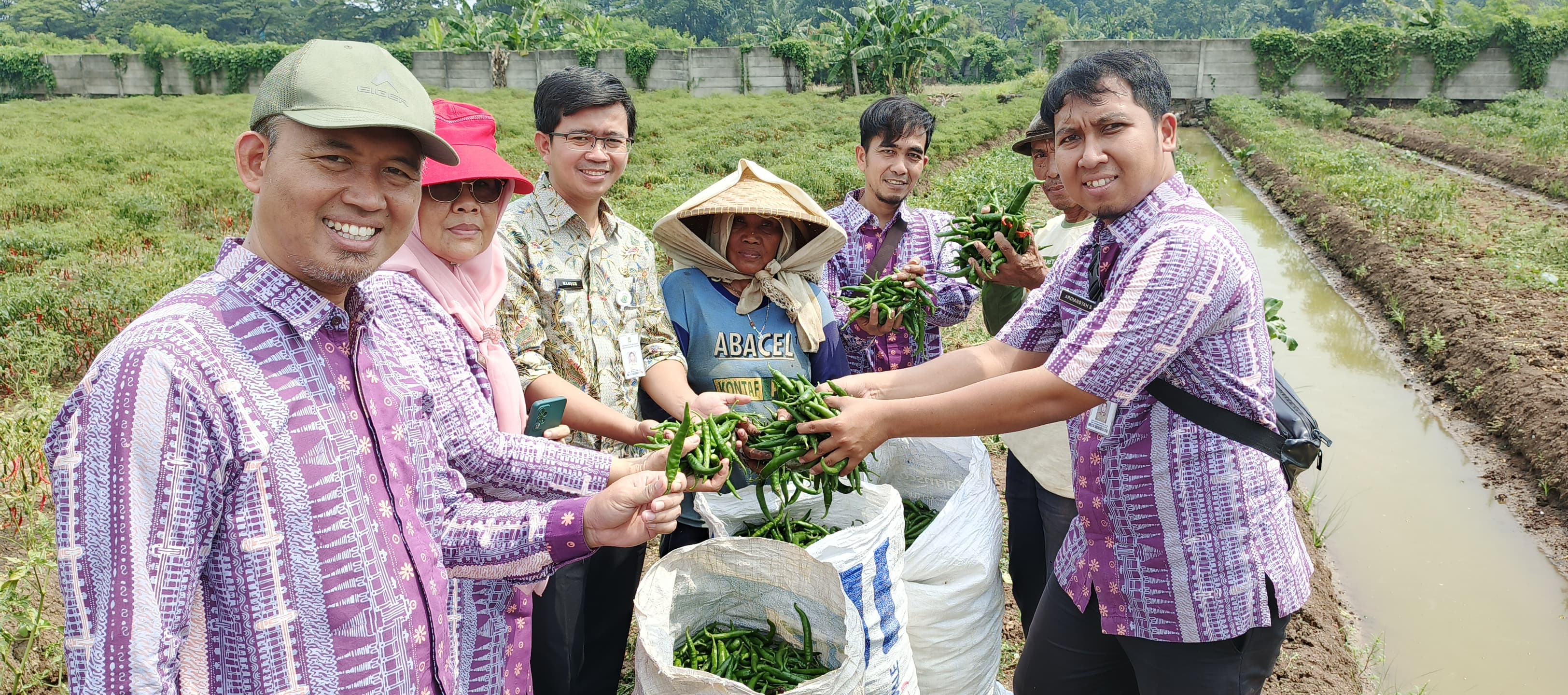 IMG-petani-kota-tangerang-panen-4-42-kuintal-cabai-hijau-besar