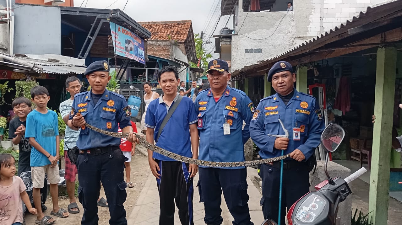 IMG-upt-damkar-periuk-kota-tangerang-evakuasi-ular-sanca-kembang-dari-atas-loteng