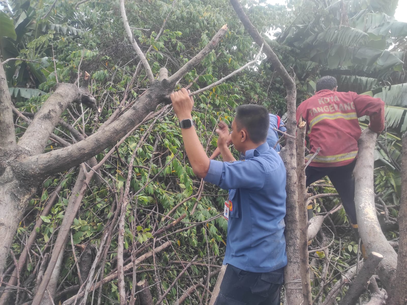 IMG-pelayanan-kegawatdaruratan-bpbd-kota-tangerang-layani-46-kasus-pohon-tumbang-selama-november-2024