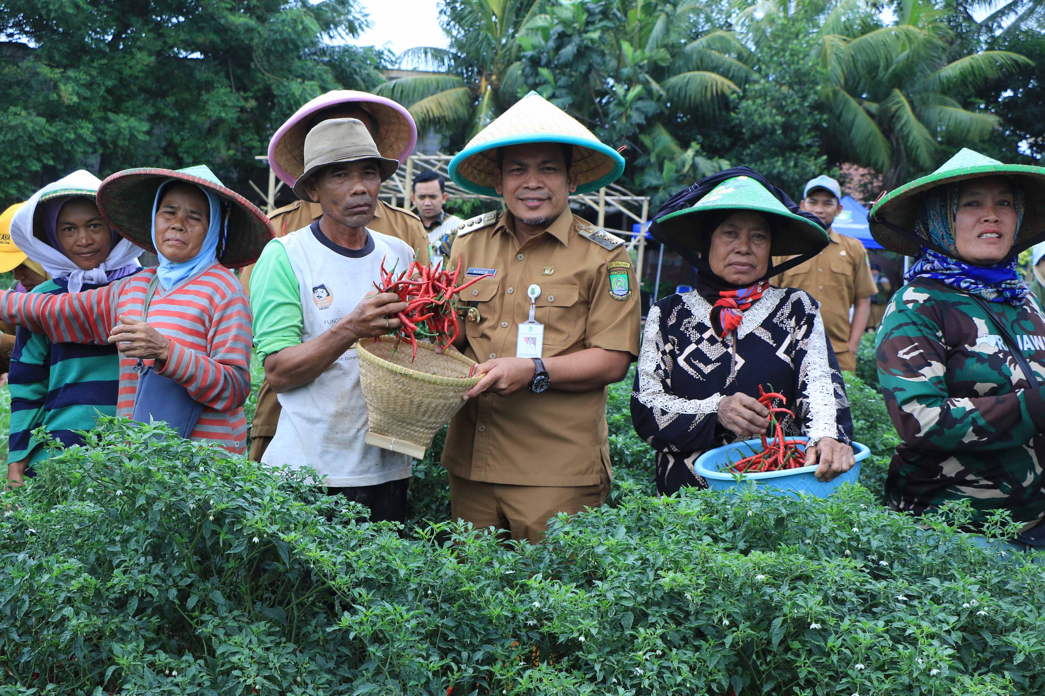 IMG-panen-cabe-3-tiga-ton-dr-nurdin-perkuat-ketahanan-pangan-dan-pengendalian-inflasi
