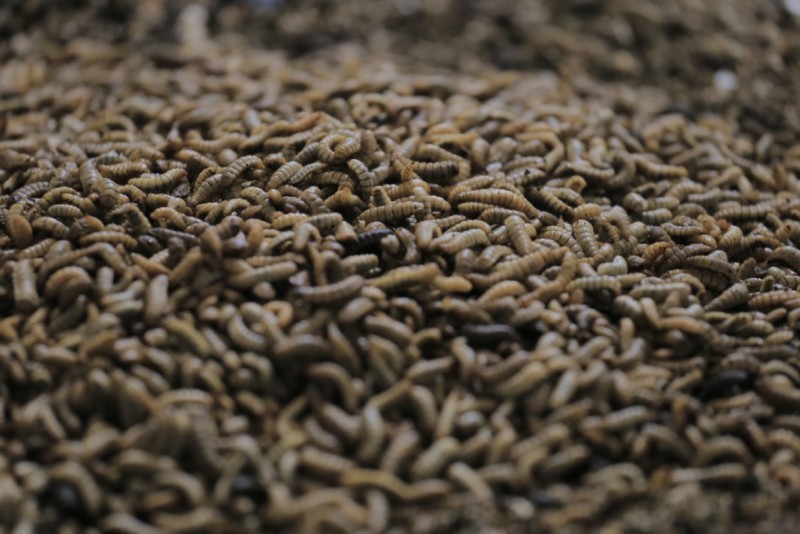IMG-tak-hanya-pupuk-produk-mesin-rdf-tpa-rawa-kucing-kota-tangerang-juga-dimanfaatkan-jadi-pakan-maggot