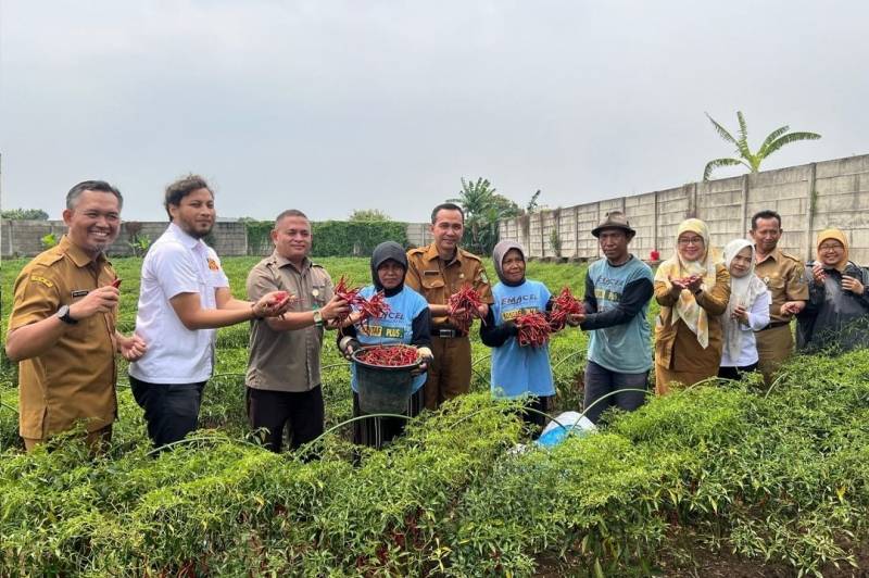 IMG-petani-lokal-kota-tangerang-sukses-panen-4-341-kilogram-cabai-hingga-841-ton-beras-sepanjang-2024
