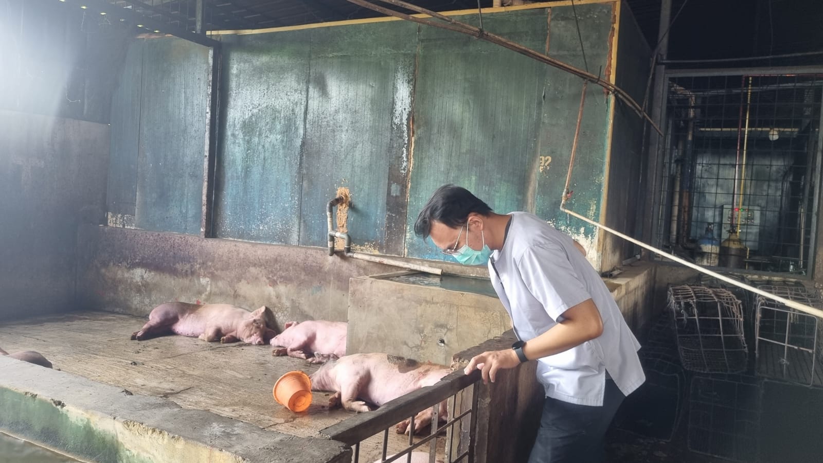 IMG-zero-kasus-african-swine-fever-pemkot-tangerang-imbau-masyarakat-tetap-siaga