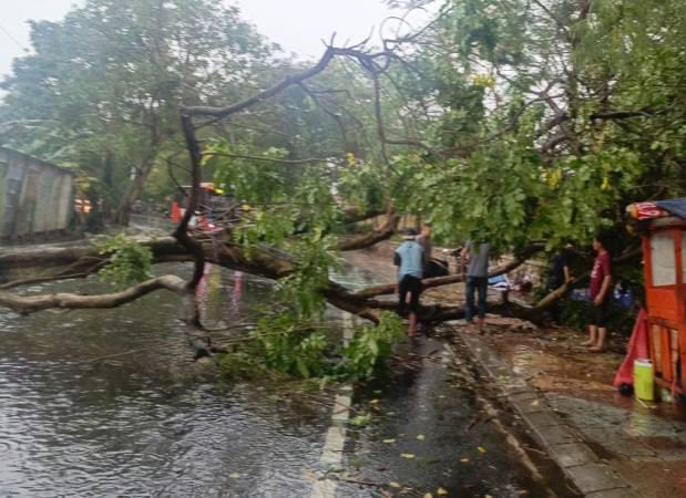 IMG-pemkot-tangerang-gerak-cepat-evakuasi-pohon-tumbang-di-sejumlah-lokasi-akibat-hujan-deras