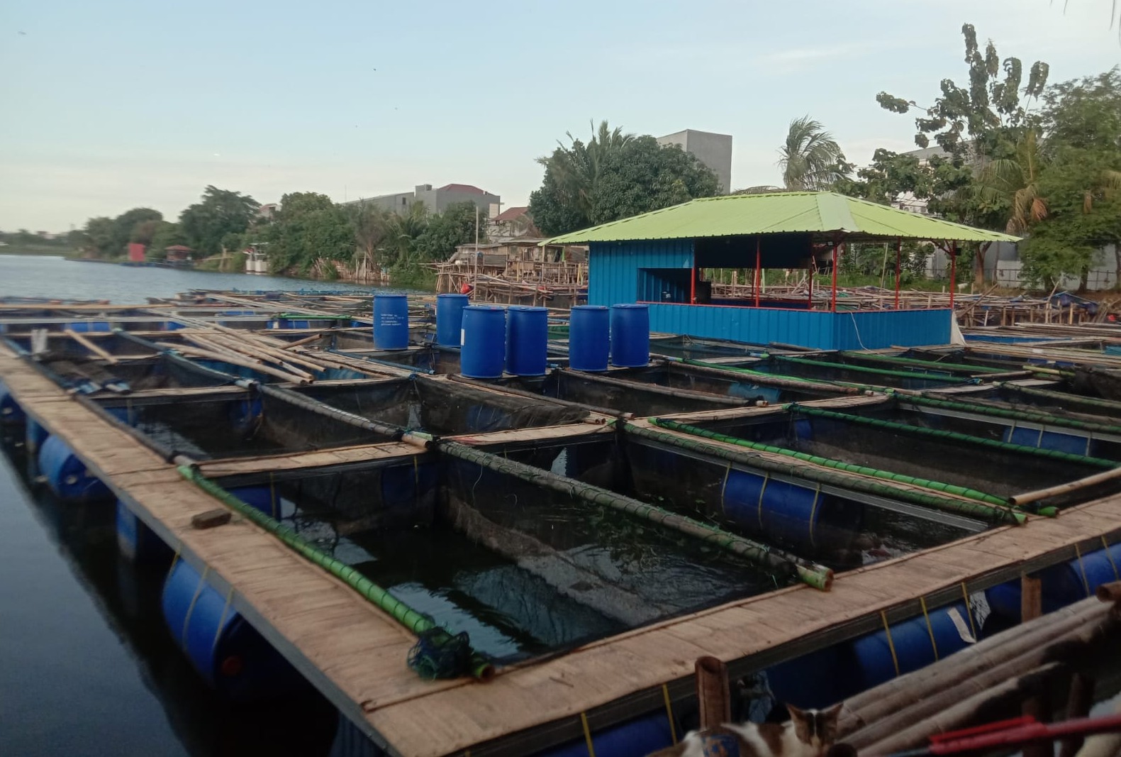 IMG-pokdakan-kampung-wisata-keramba-22-periuk-berhasil-panen-ratusan-kilogram-ikan