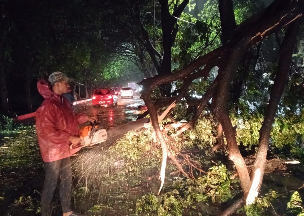 IMG-pemkot-tangerang-gerak-cepat-tangani-pohon-tumbang-akibat-hujan-disertai-angin-kencang