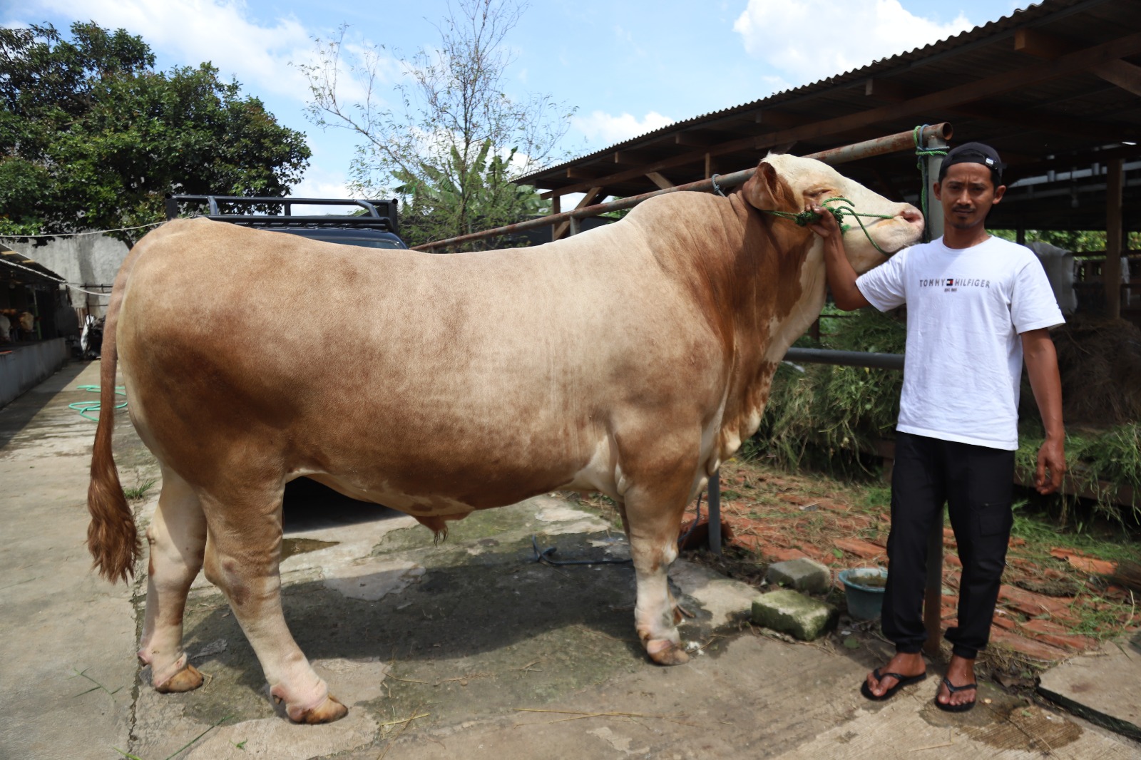 parjo-sapi-kurban-presiden-asal-kota-tangerang-dengan-bobot-1-15-ton
