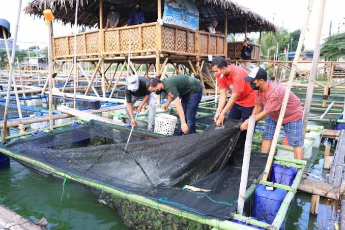 dukung-ketahanan-pangan-kampung-wisata-keramba-22-periuk-kota-tangerang-panen-ratusan-kilogram-ikan-patin